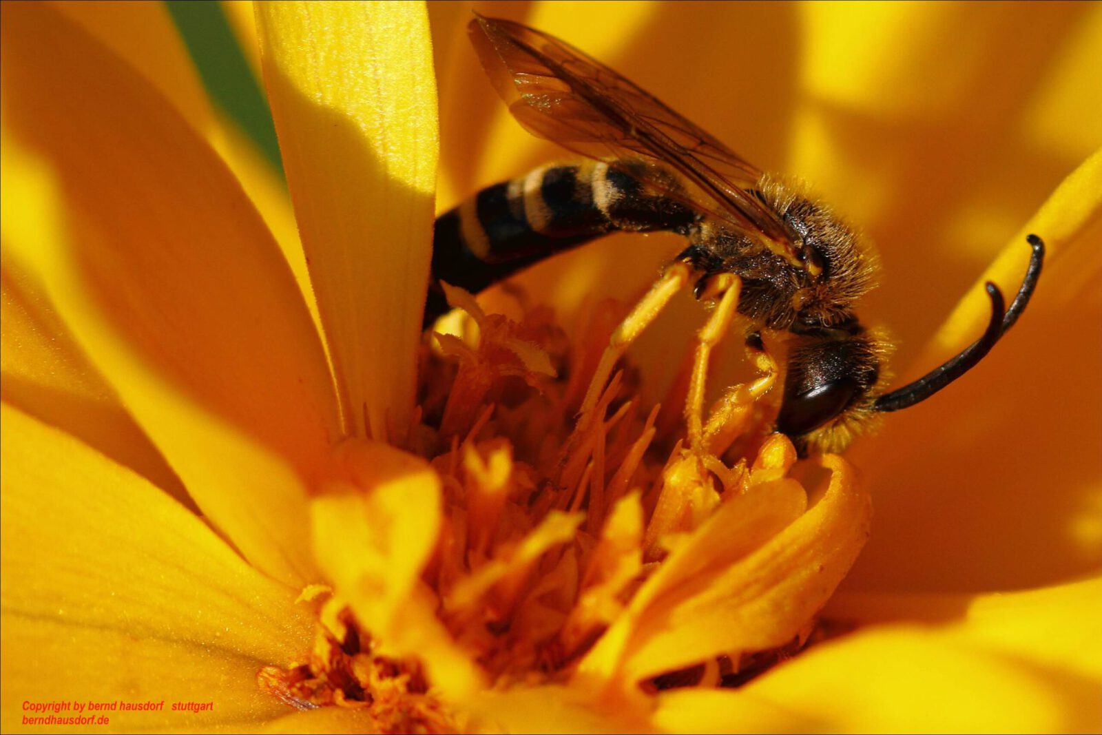 Fotodienstleistungen Bernd Hausdorf