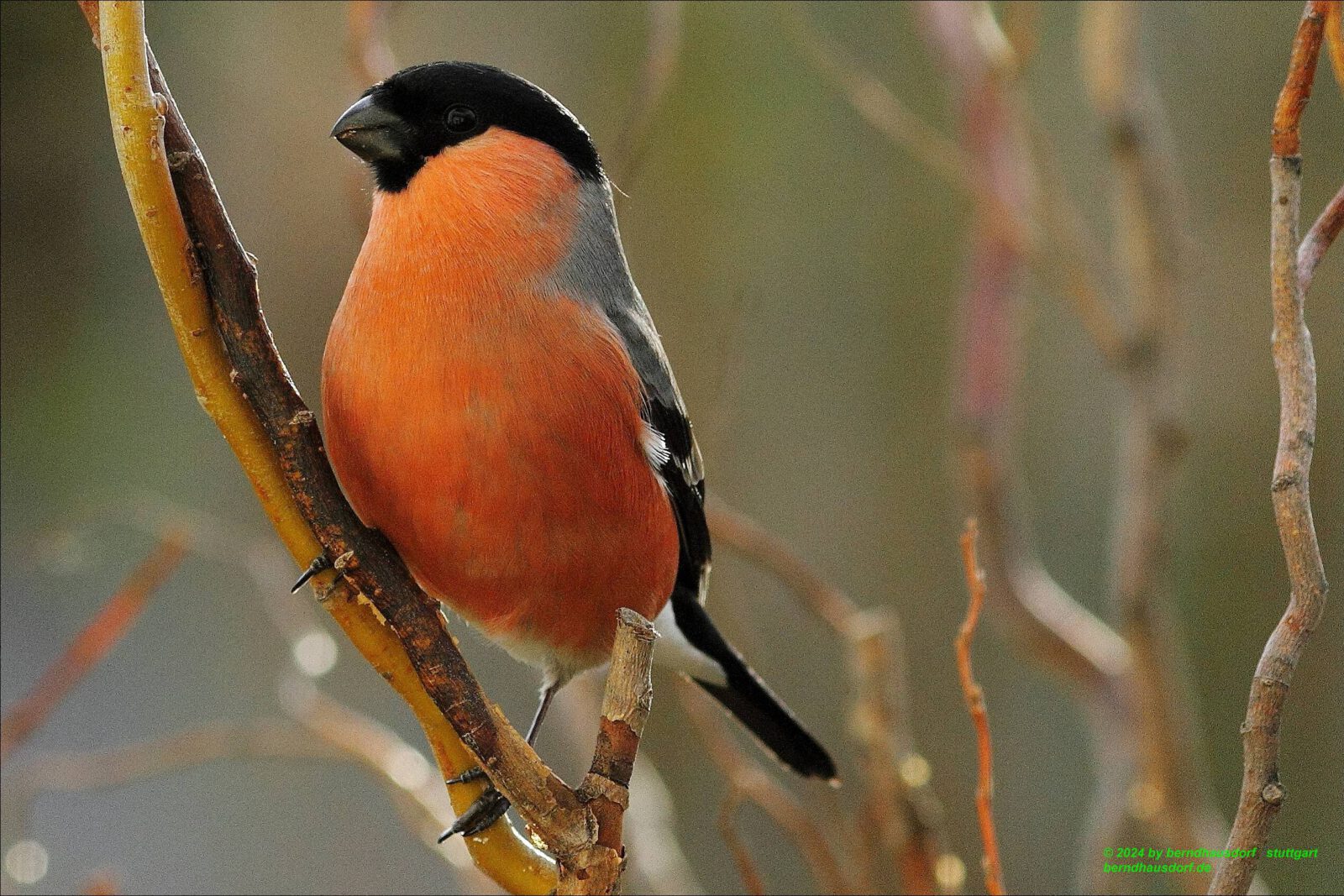 Fotodienstleistungen Bernd Hausdorf
