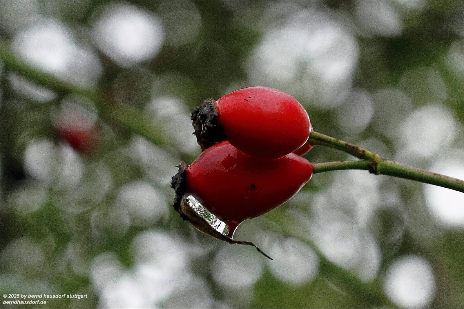 Fotodienstleistungen Bernd Hausdorf