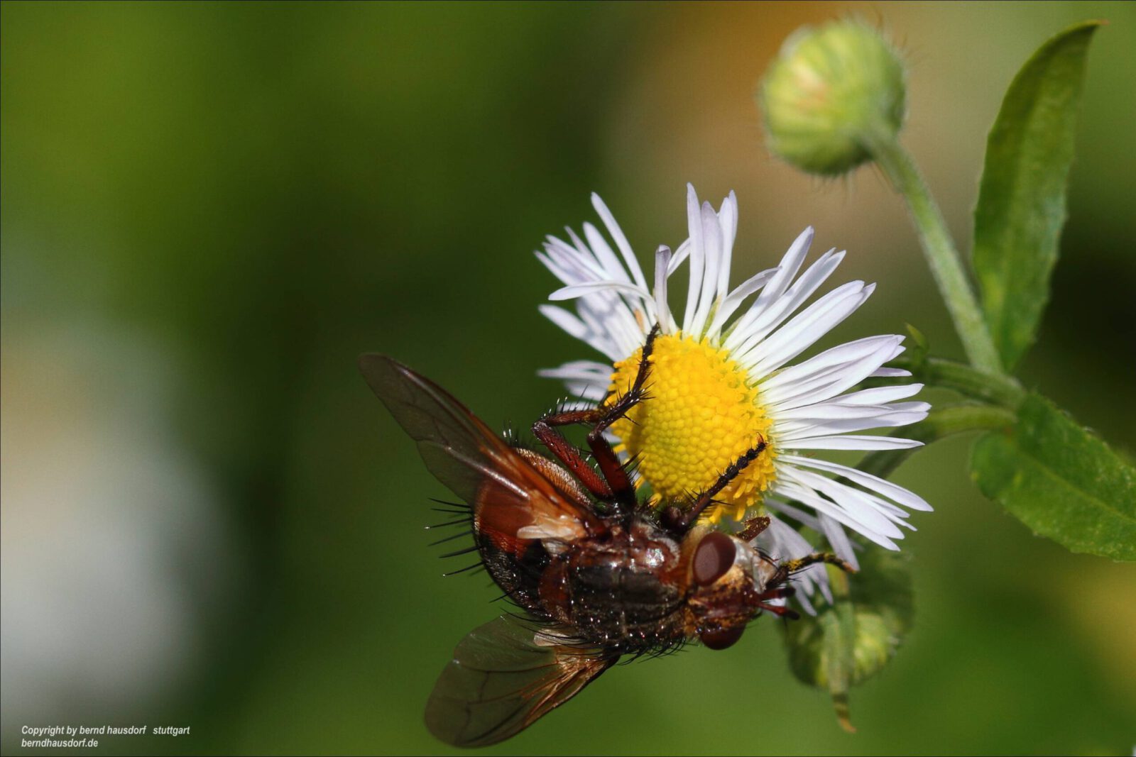Fotodienstleistungen Bernd Hausdorf