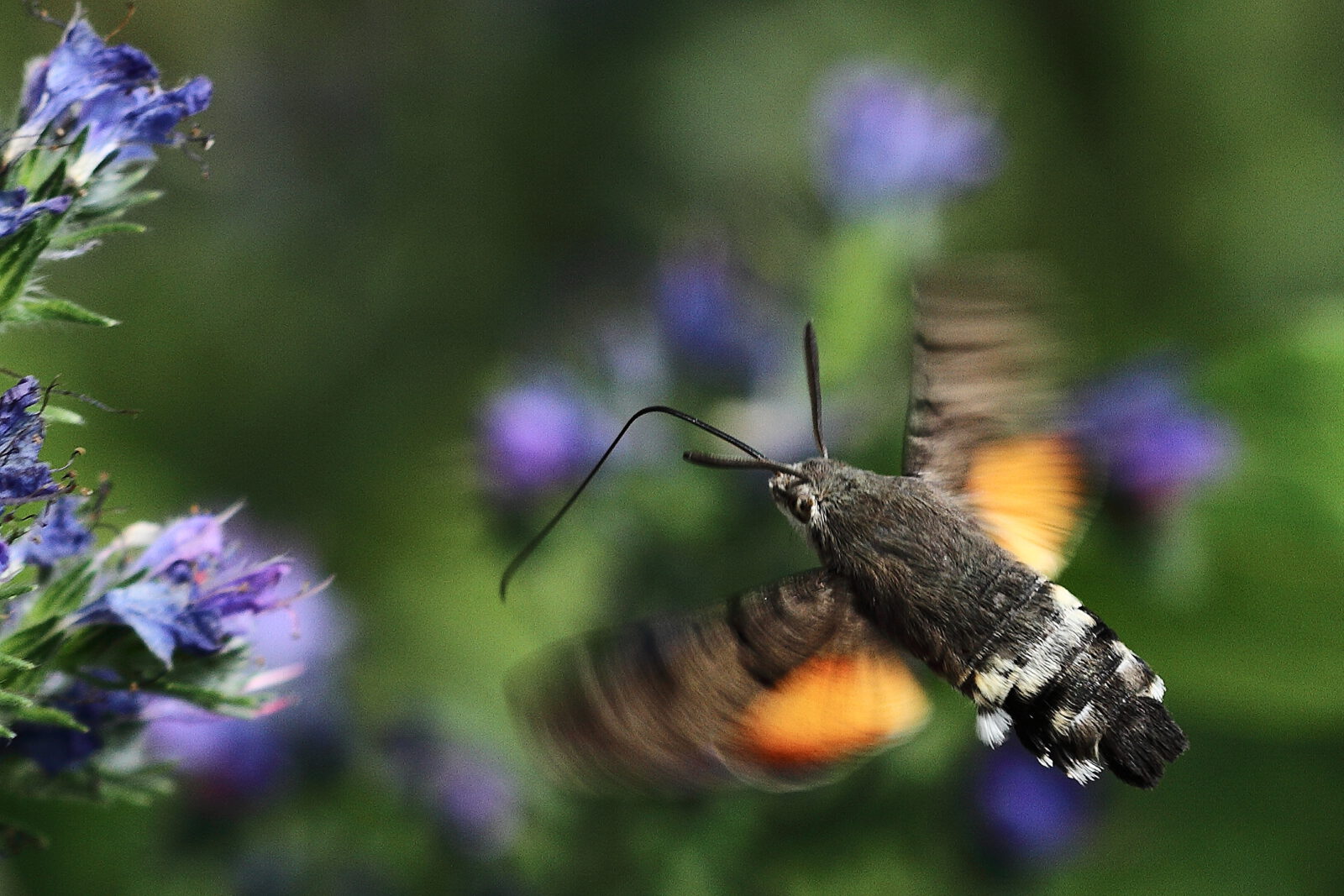 Fotodienstleistungen Bernd Hausdorf