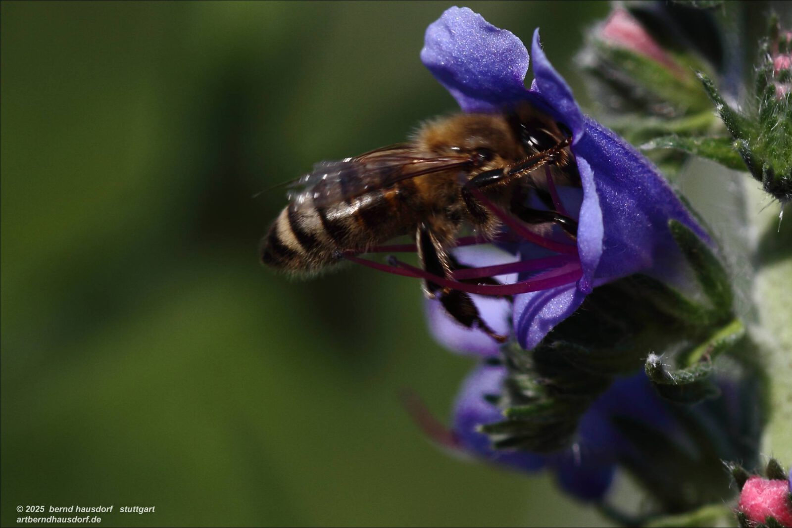 Fotodienstleistungen Bernd Hausdorf