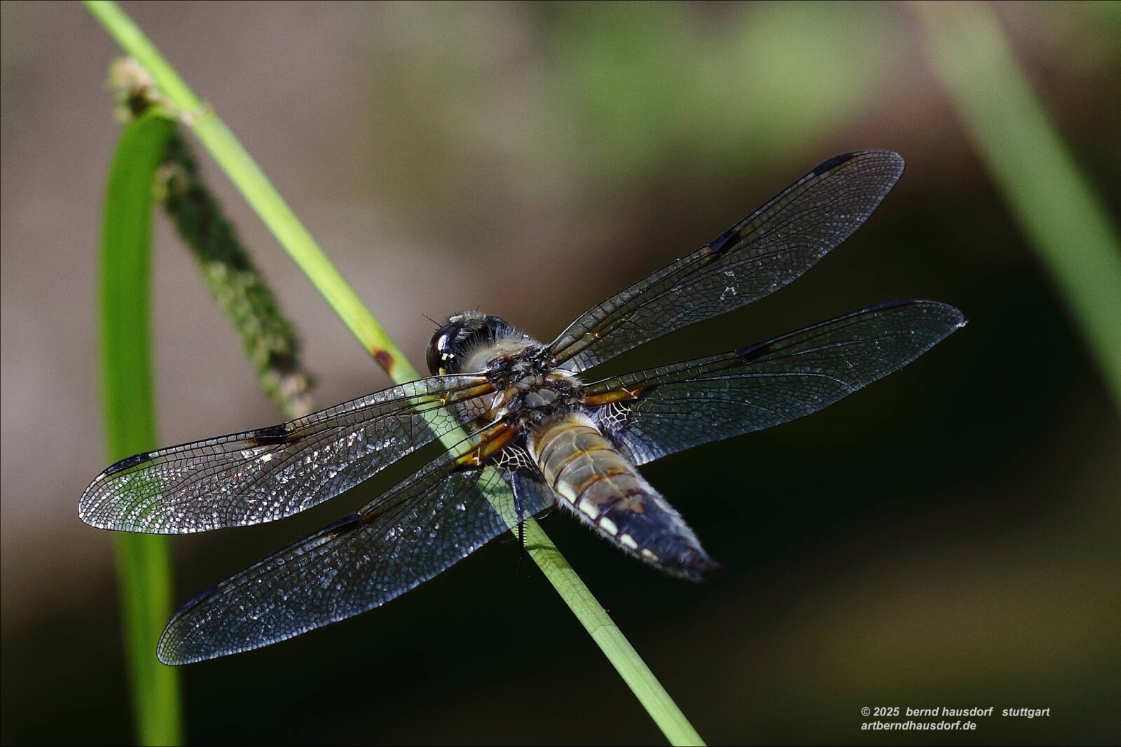 Fotodienstleistungen Bernd Hausdorf