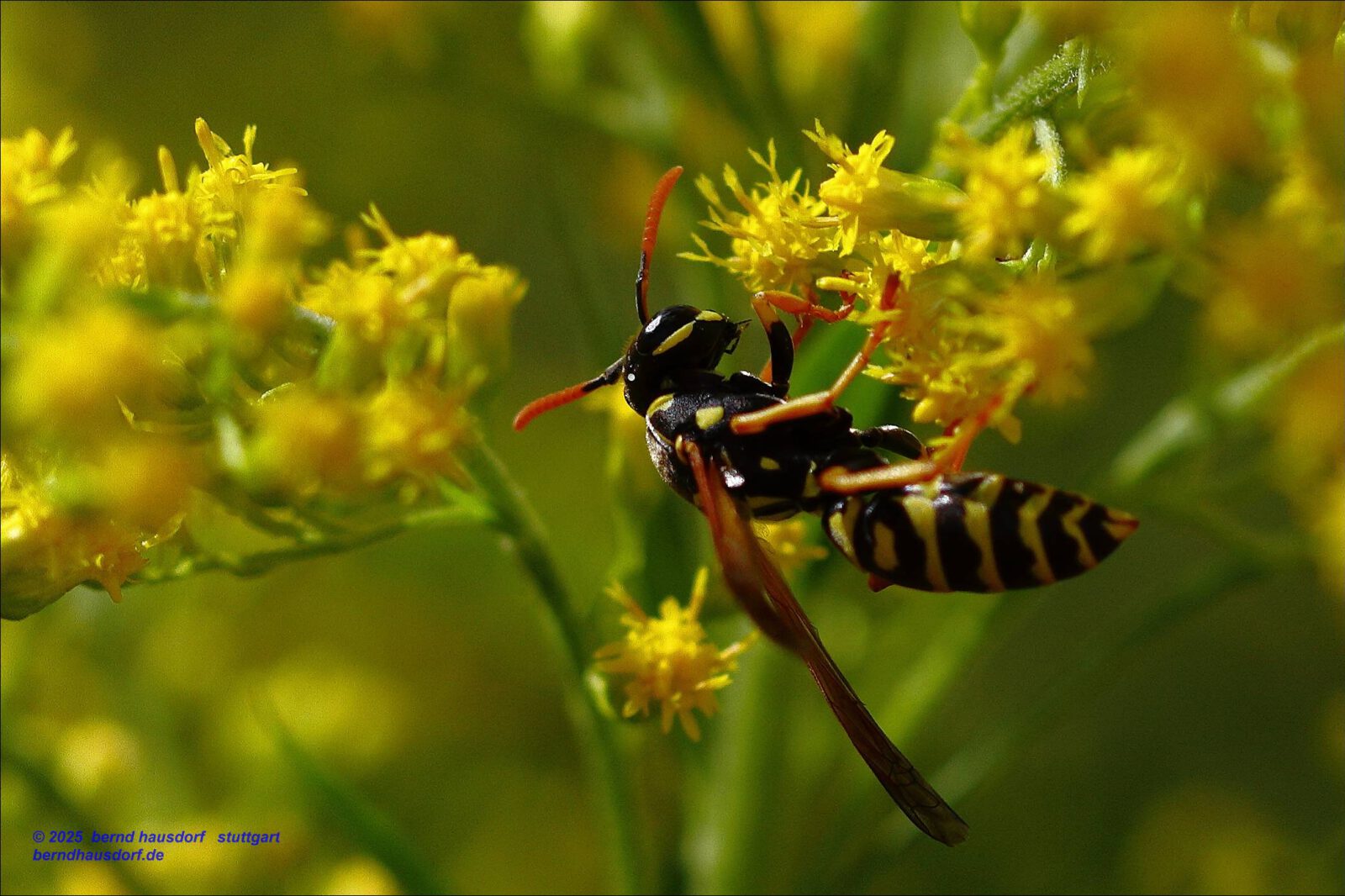 Fotodienstleistungen Bernd Hausdorf