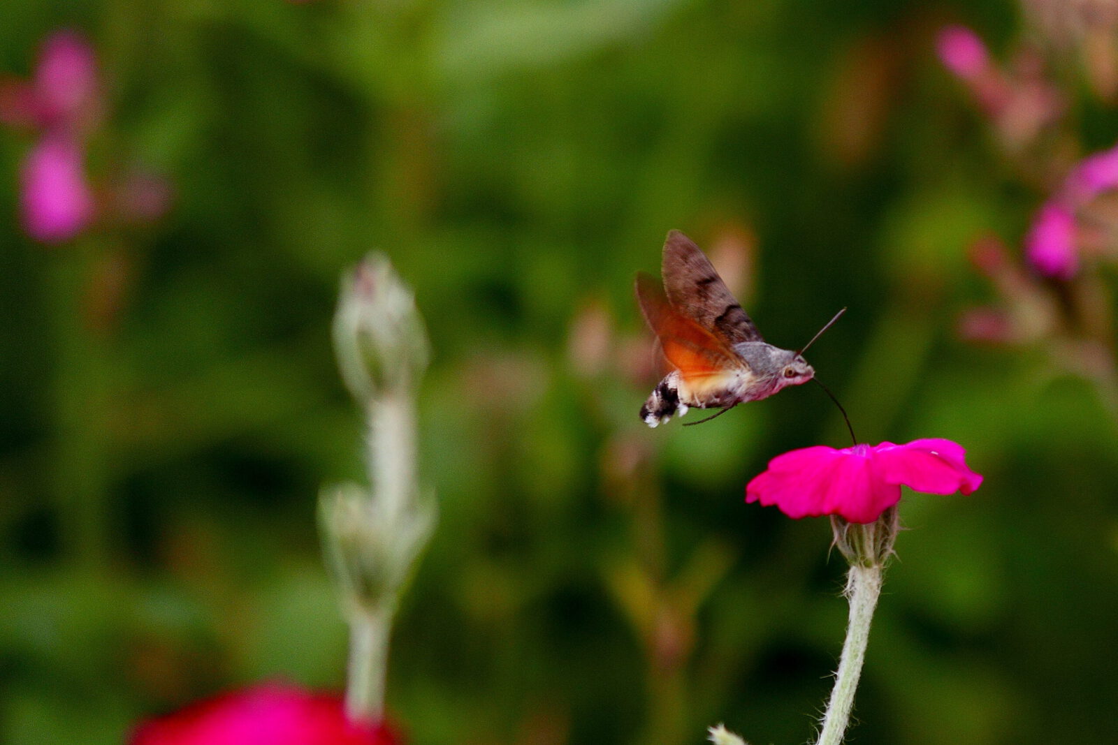 Fotodienstleistungen Bernd Hausdorf