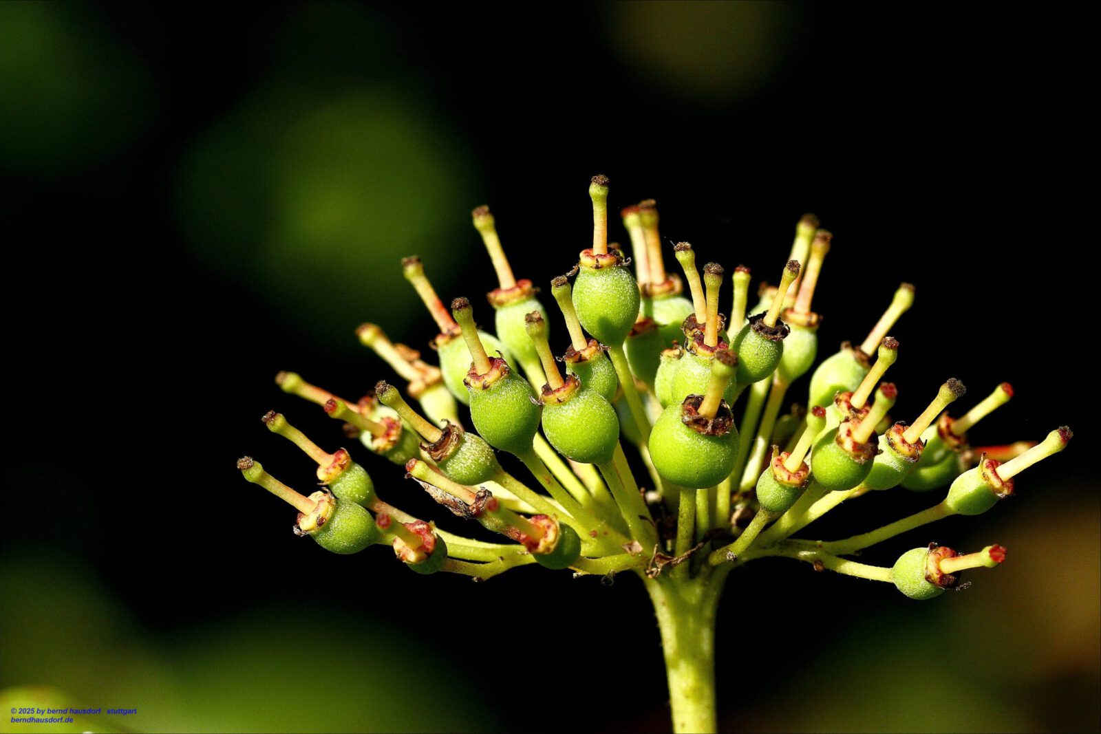 Fotodienstleistungen Bernd Hausdorf