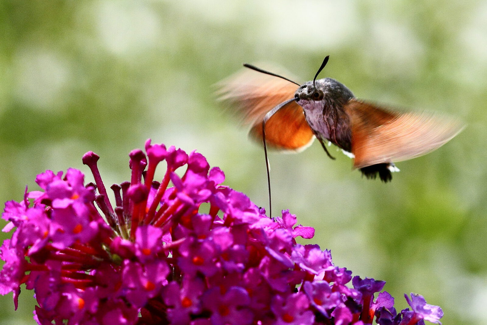 Fotodienstleistungen Bernd Hausdorf