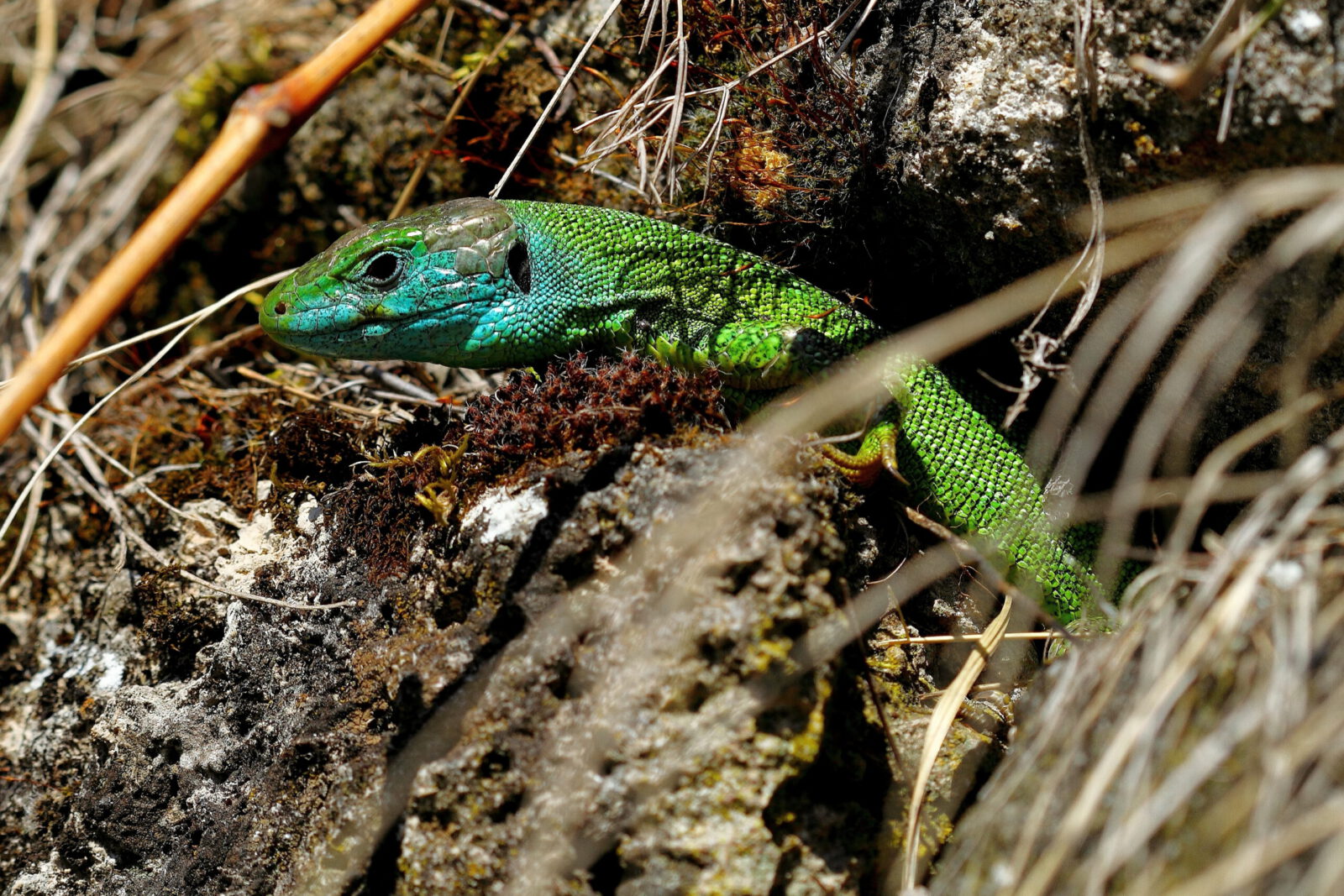 Fotodienstleistungen Bernd Hausdorf