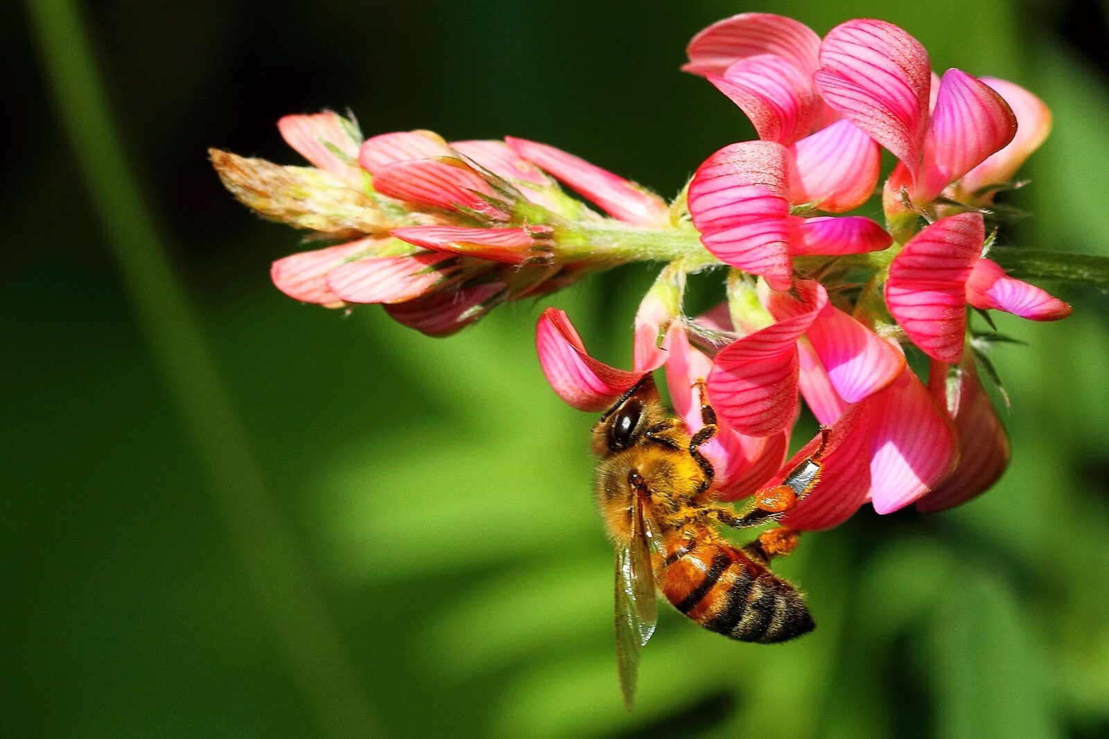 Fotodienstleistungen Bernd Hausdorf