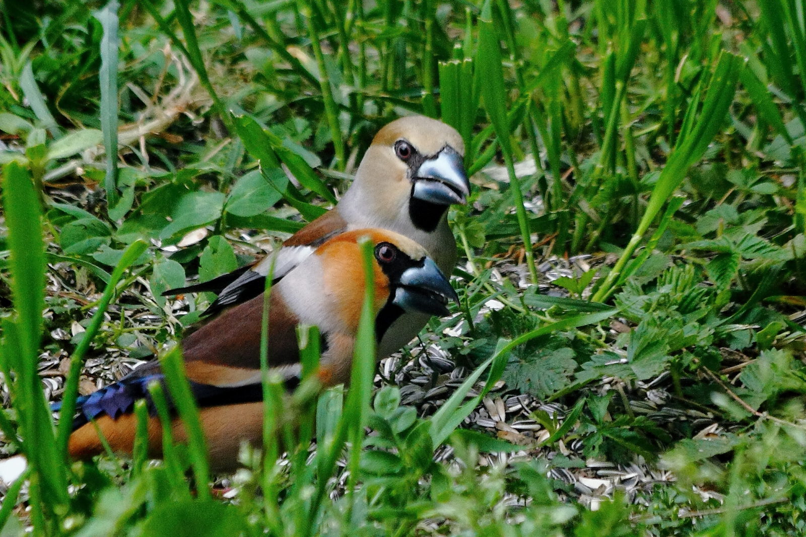 Fotodienstleistungen Bernd Hausdorf