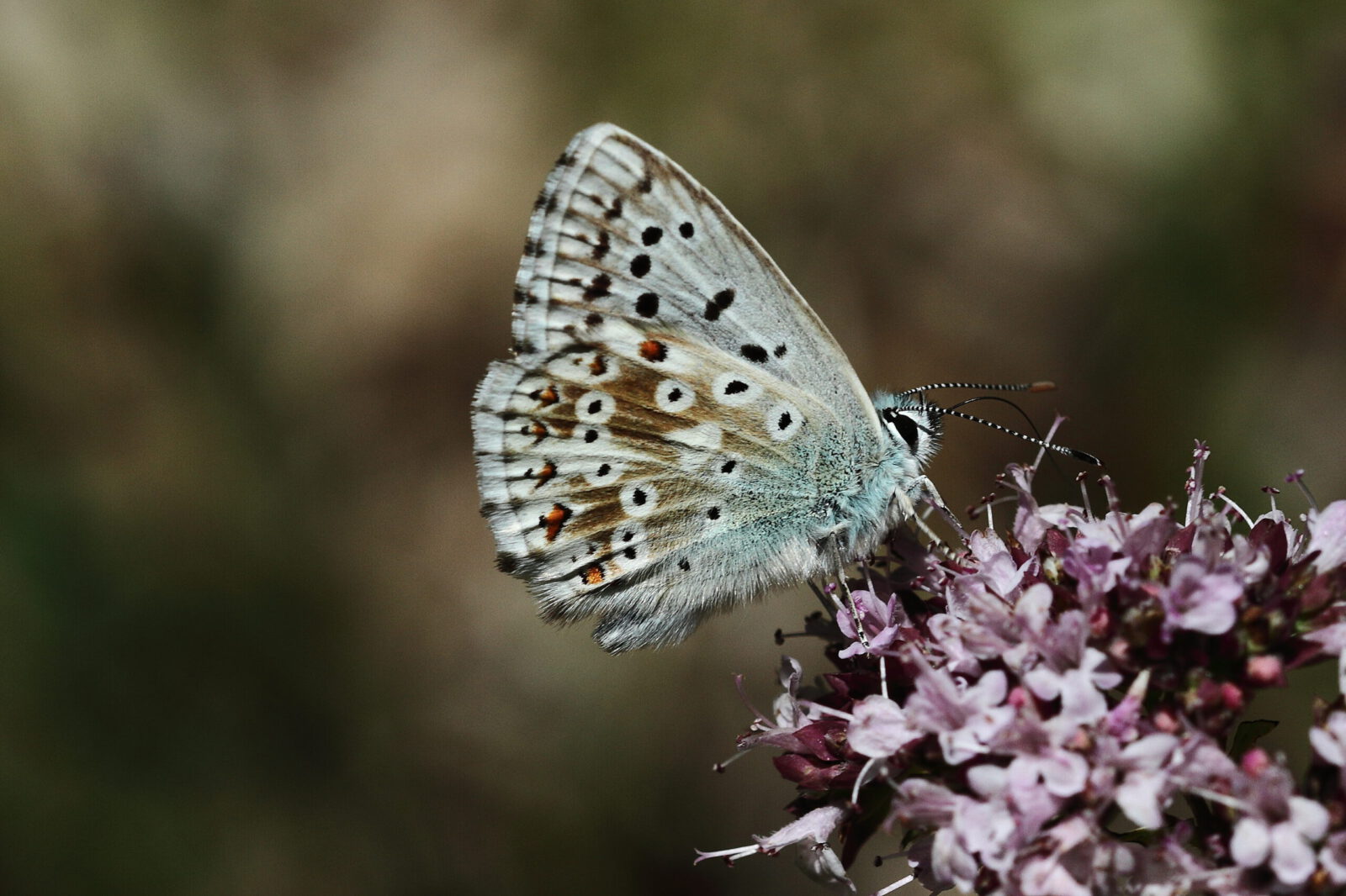 Fotodienstleistungen Bernd Hausdorf