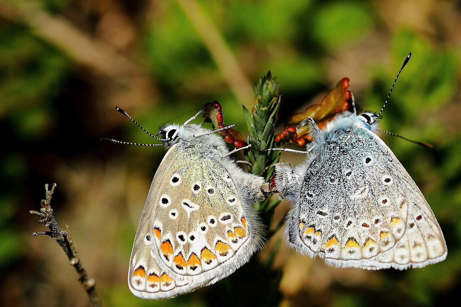 Fotodienstleistungen Bernd Hausdorf