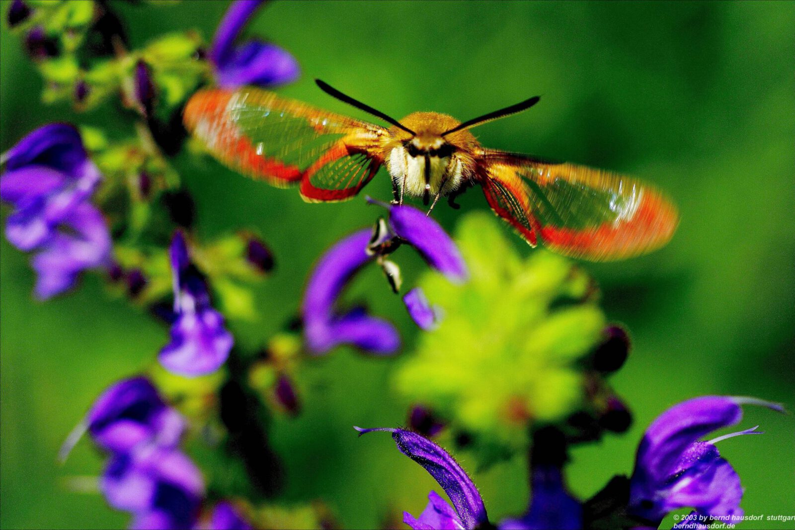 Fotodienstleistungen Bernd Hausdorf