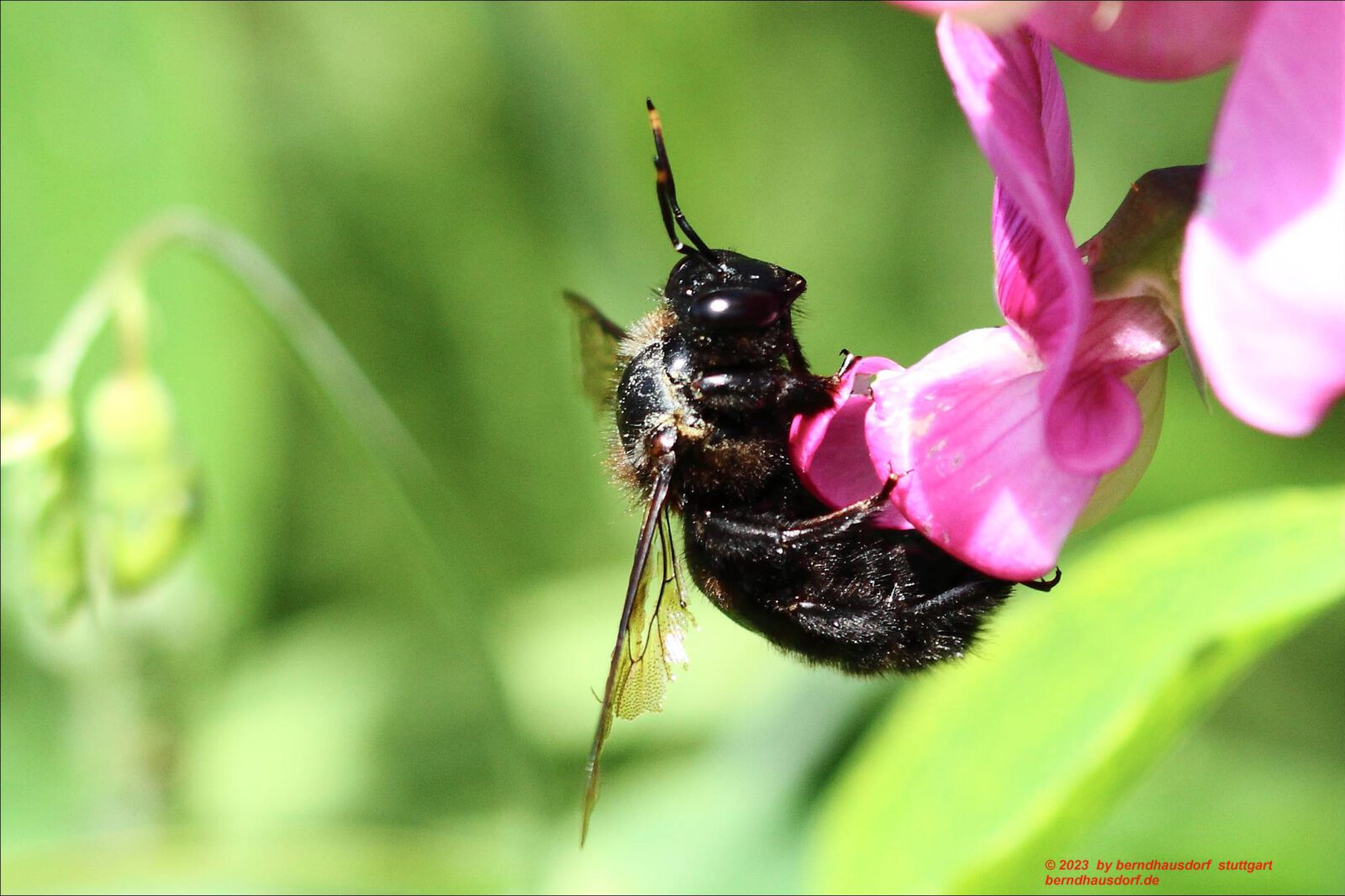 Fotodienstleistungen Bernd Hausdorf