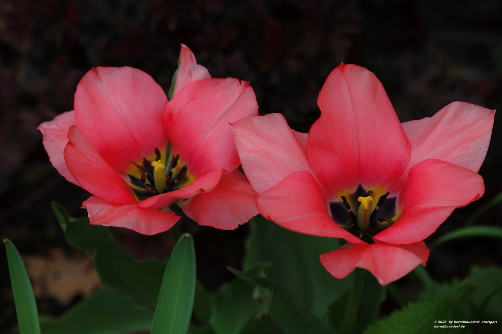 Fotodienstleistungen Bernd Hausdorf