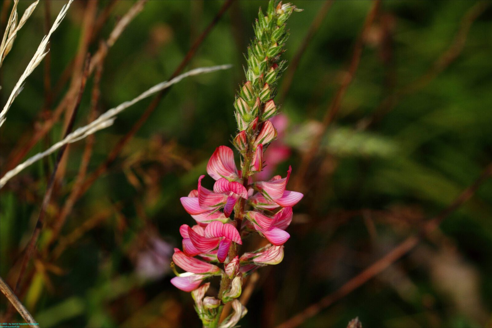 Fotodienstleistungen Bernd Hausdorf