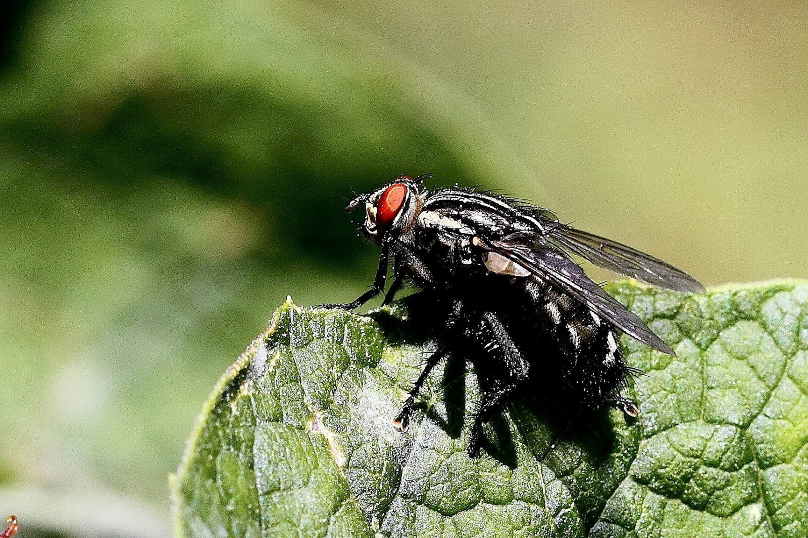 Fotodienstleistungen Bernd Hausdorf