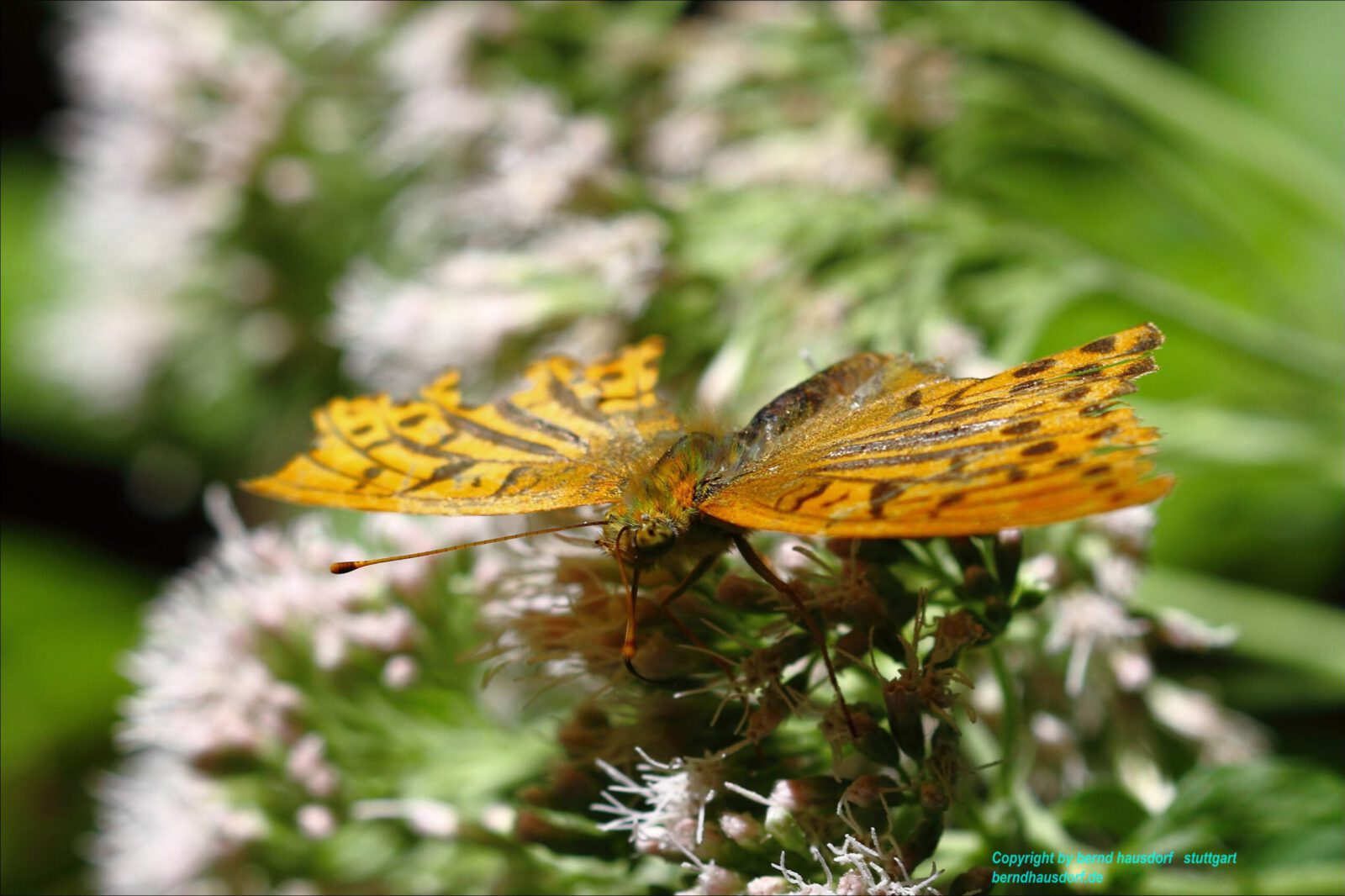 Fotodienstleistungen Bernd Hausdorf