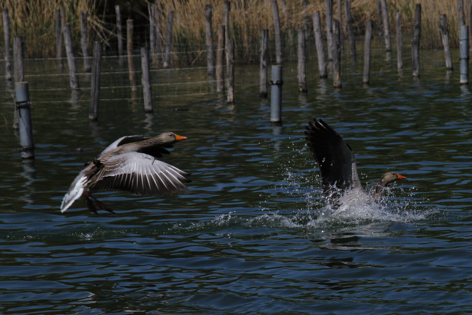 Fotodienstleistungen Bernd Hausdorf