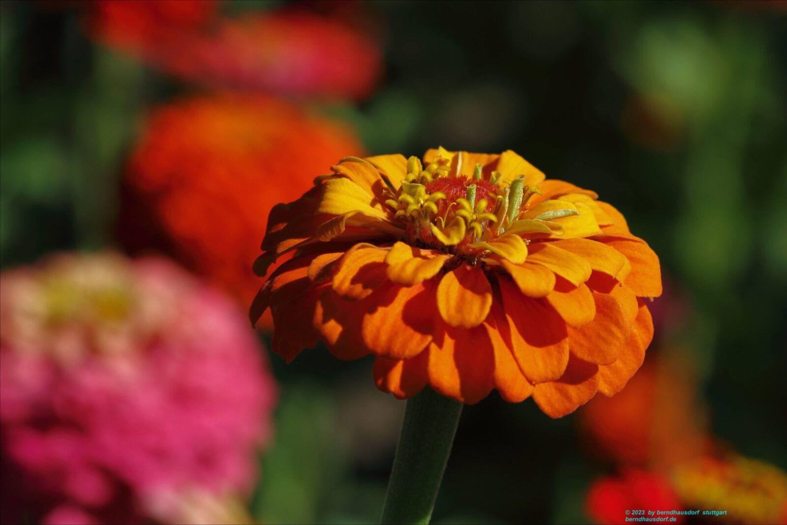 Fotodienstleistungen Bernd Hausdorf