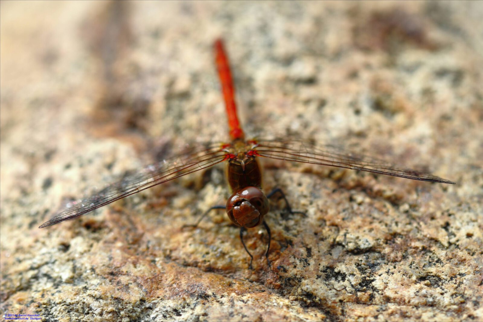 Fotodienstleistungen Bernd Hausdorf
