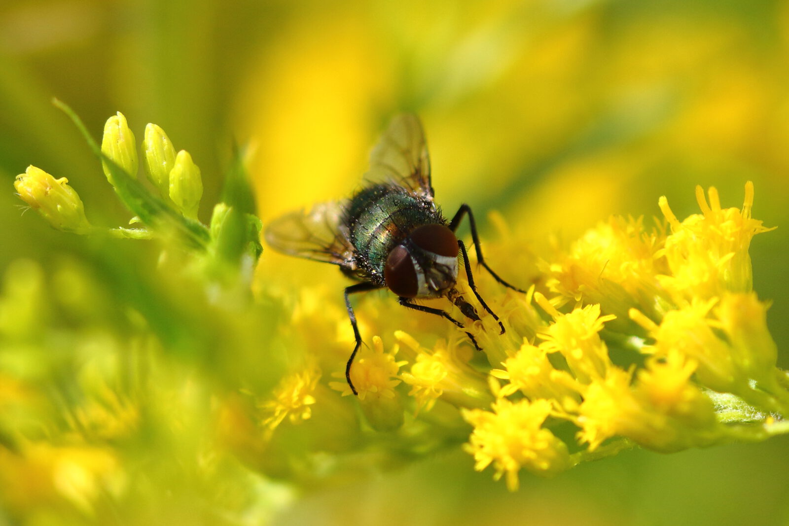 Fotodienstleistungen Bernd Hausdorf