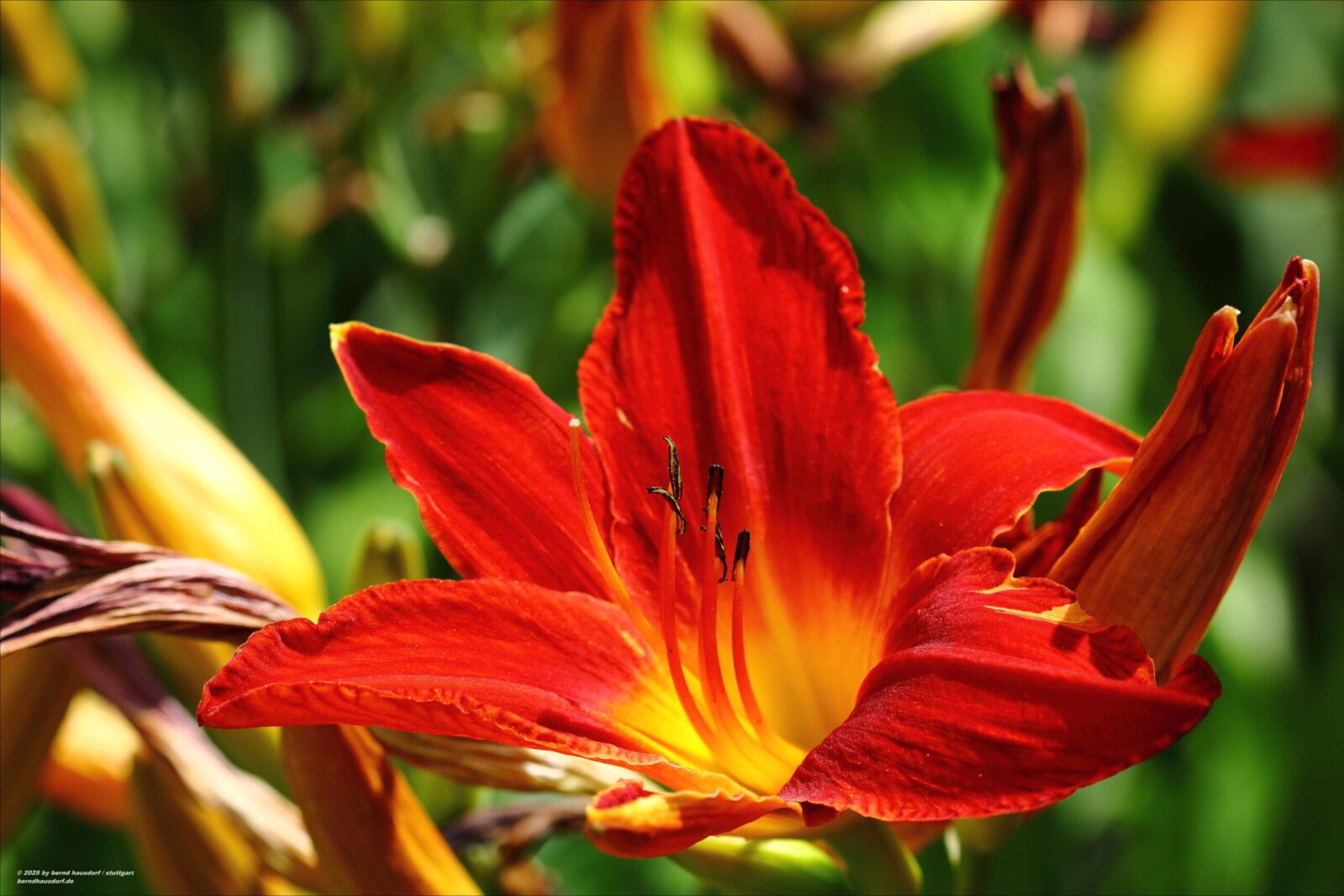 Fotodienstleistungen Bernd Hausdorf