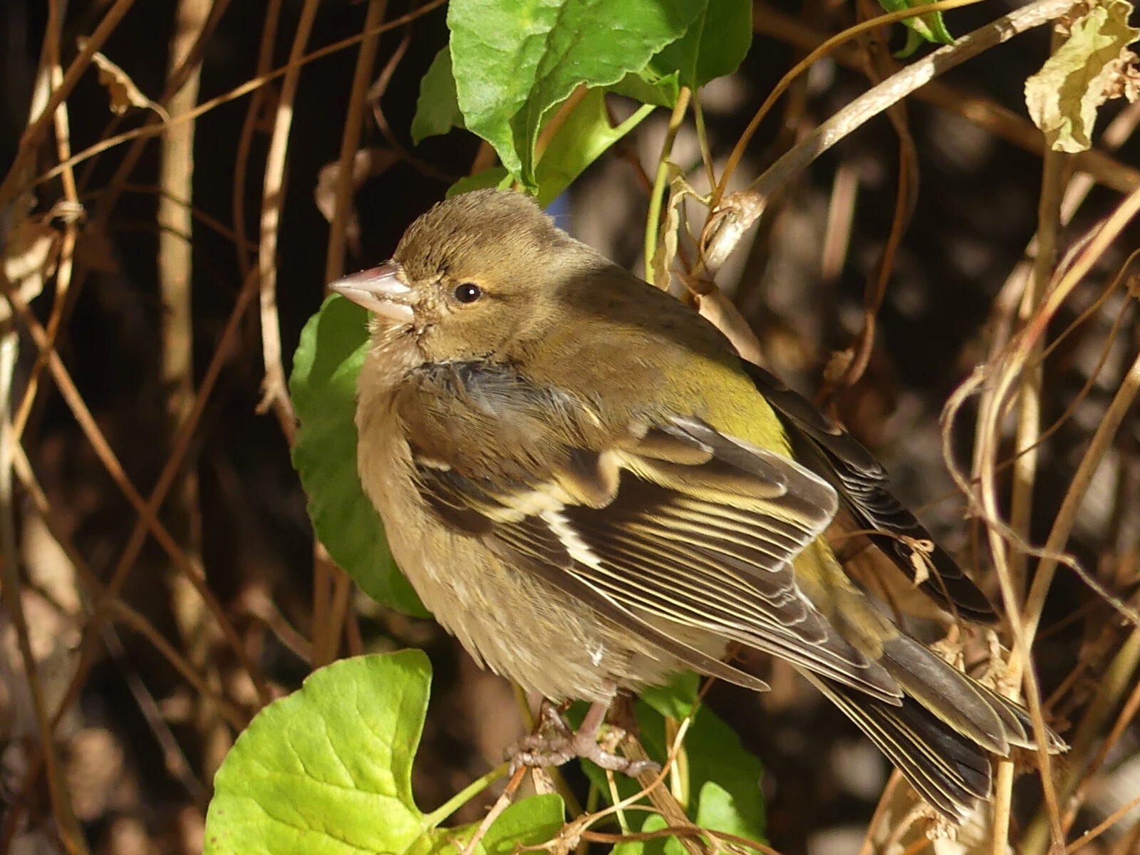 Fotodienstleistungen Bernd Hausdorf