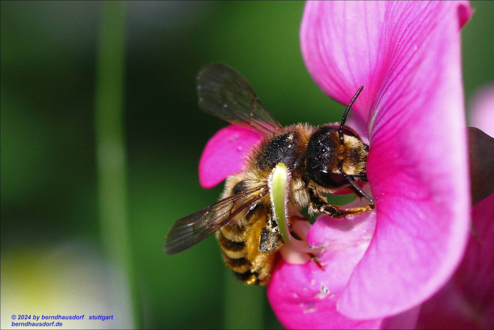 Fotodienstleistungen Bernd Hausdorf