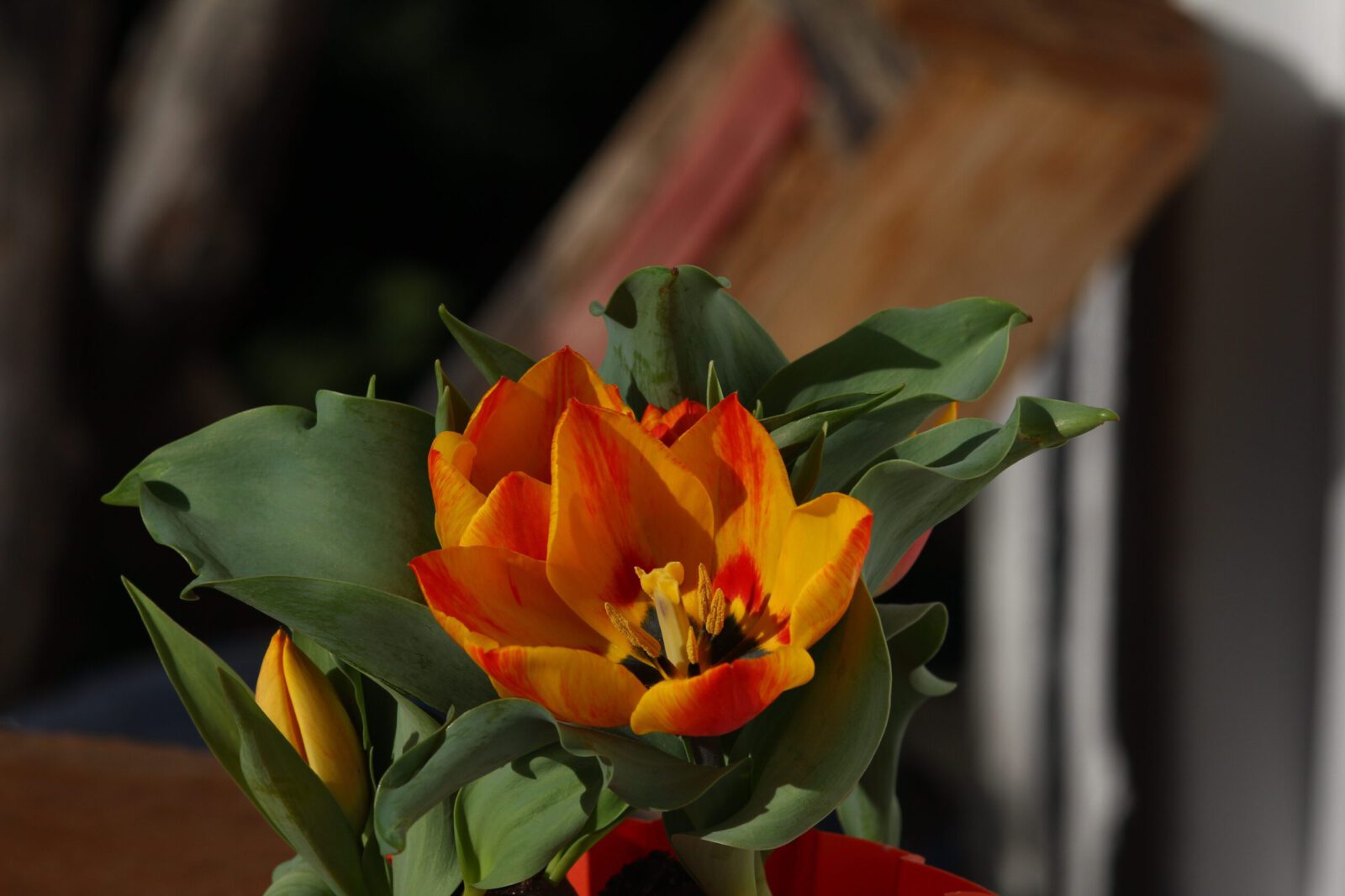 Fotodienstleistungen Bernd Hausdorf