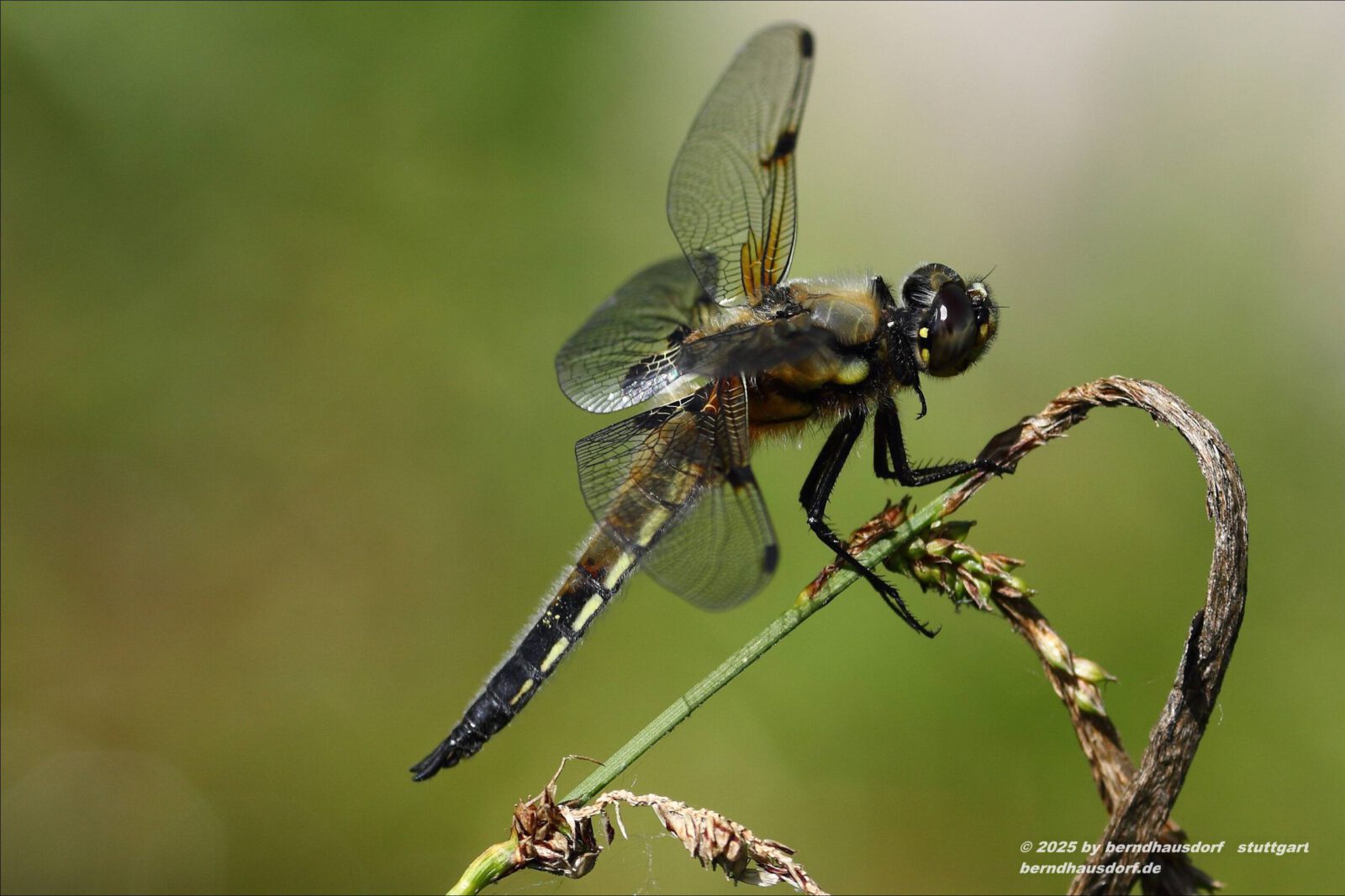 Fotodienstleistungen Bernd Hausdorf