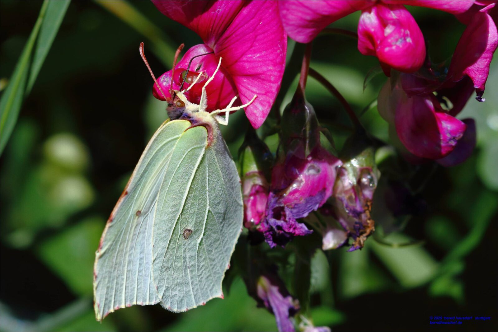 Fotodienstleistungen Bernd Hausdorf