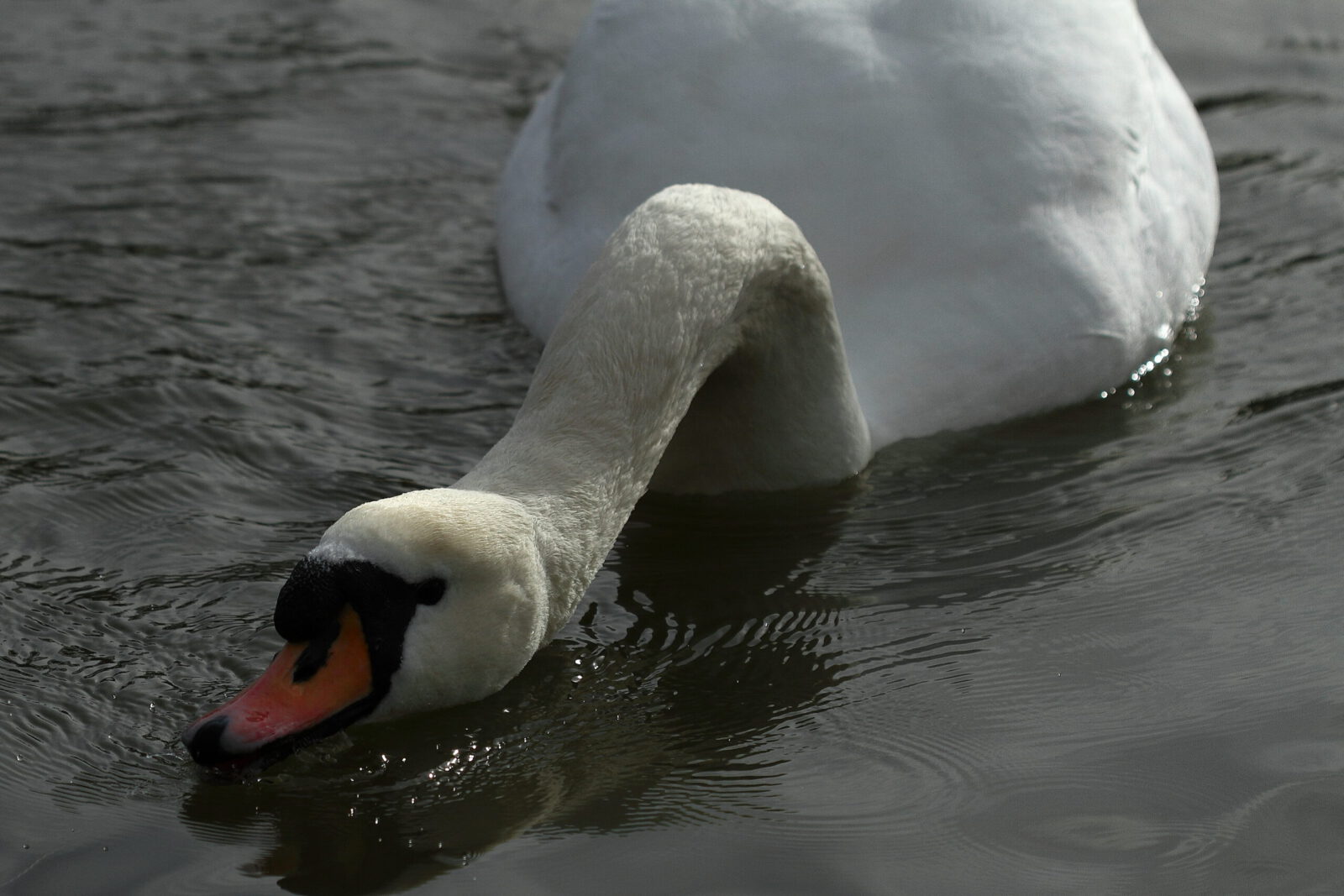 Fotodienstleistungen Bernd Hausdorf