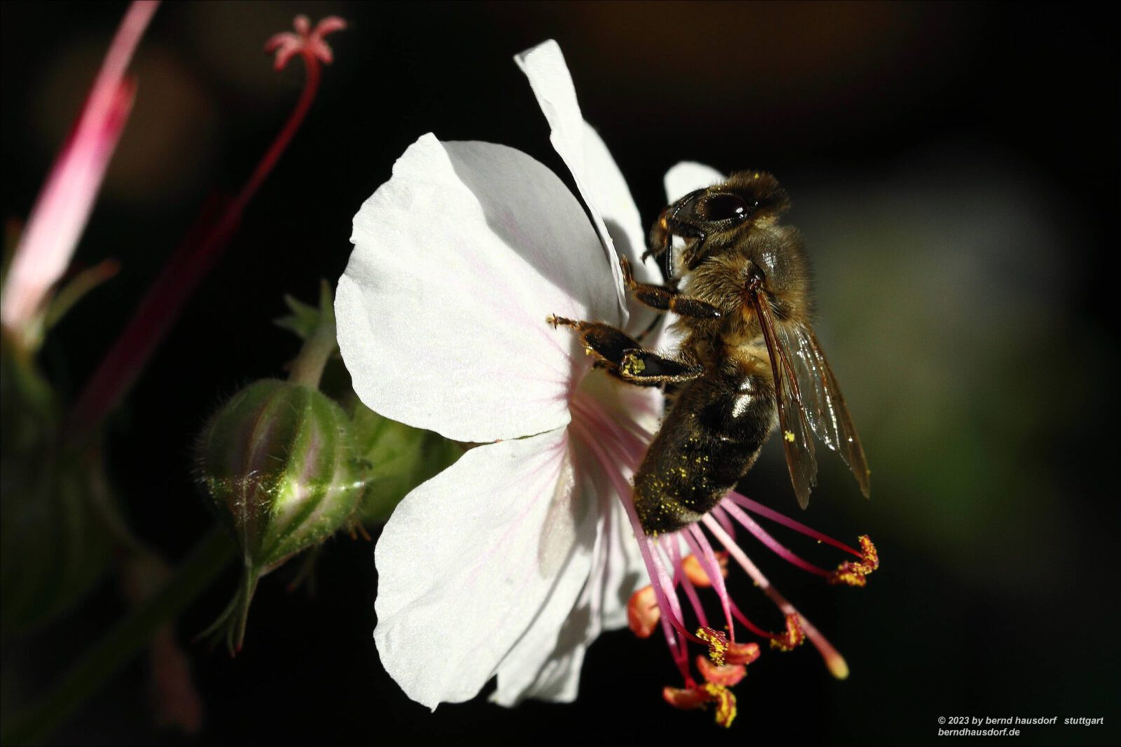 Fotodienstleistungen Bernd Hausdorf