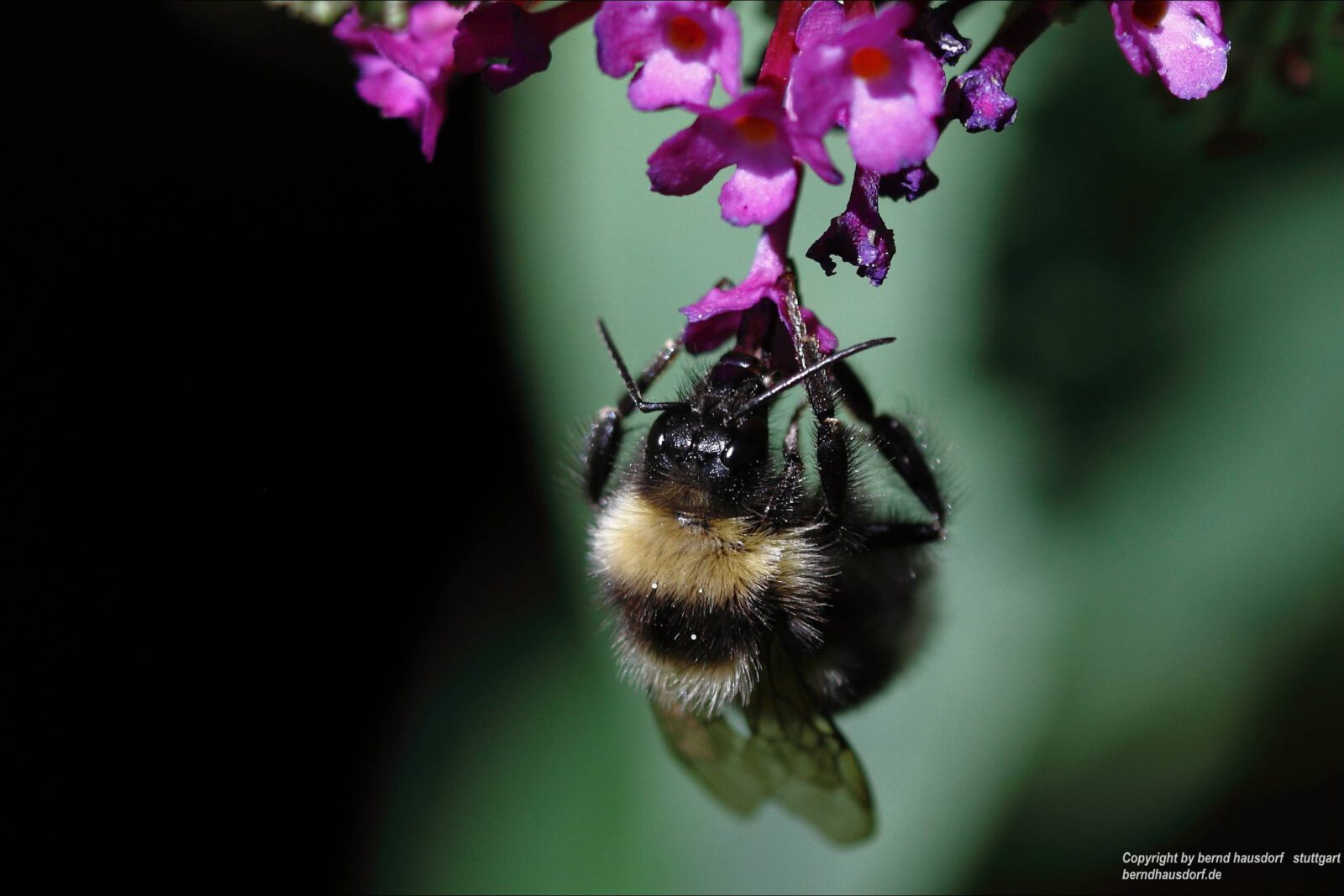 Fotodienstleistungen Bernd Hausdorf