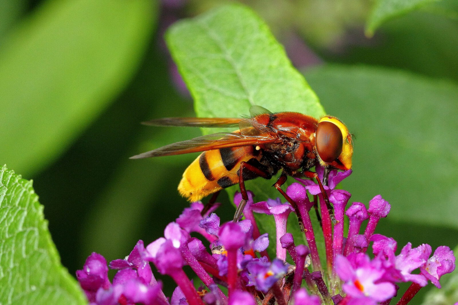Fotodienstleistungen Bernd Hausdorf