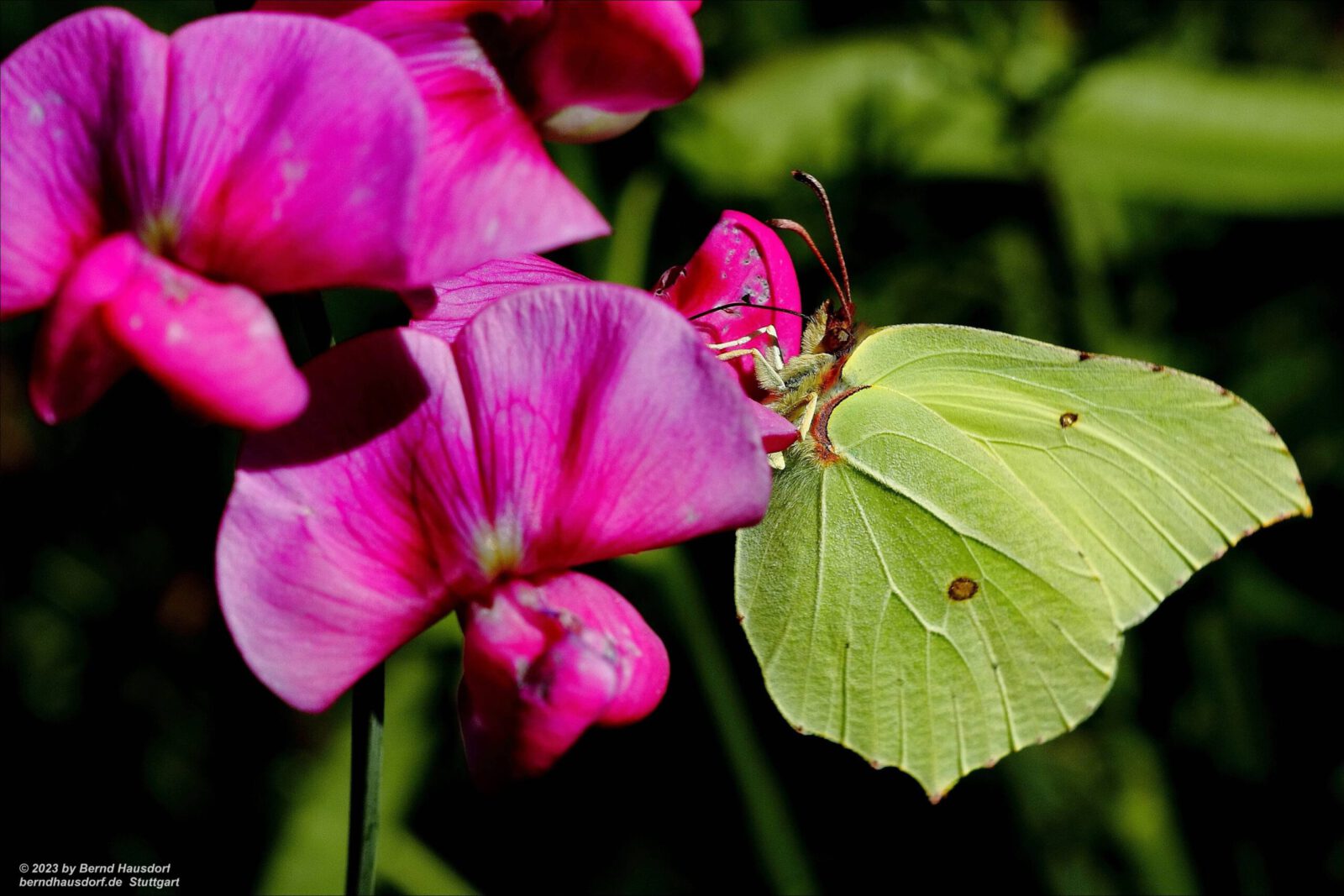 Fotodienstleistungen Bernd Hausdorf