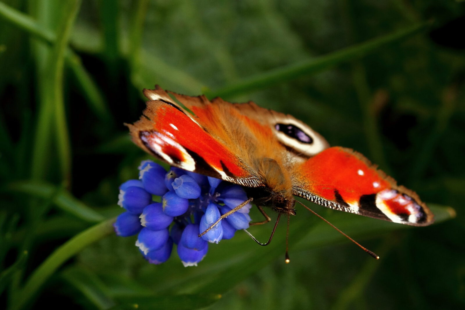 Fotodienstleistungen Bernd Hausdorf