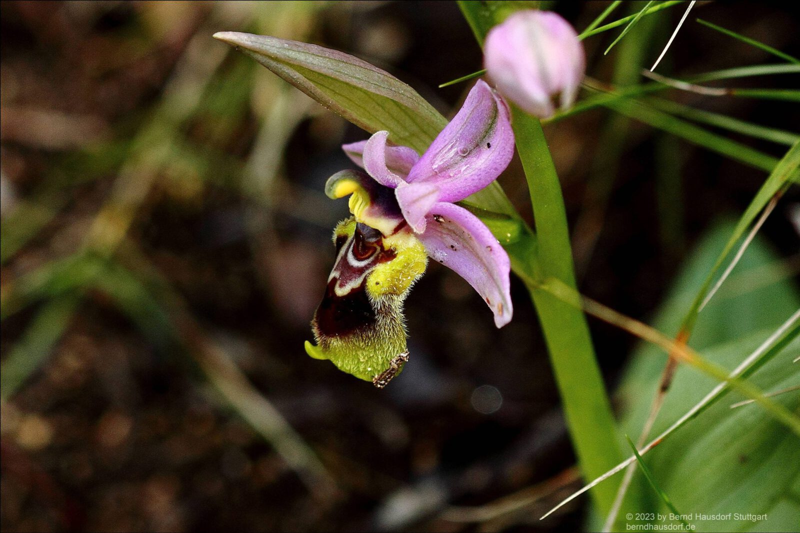 Fotodienstleistungen Bernd Hausdorf